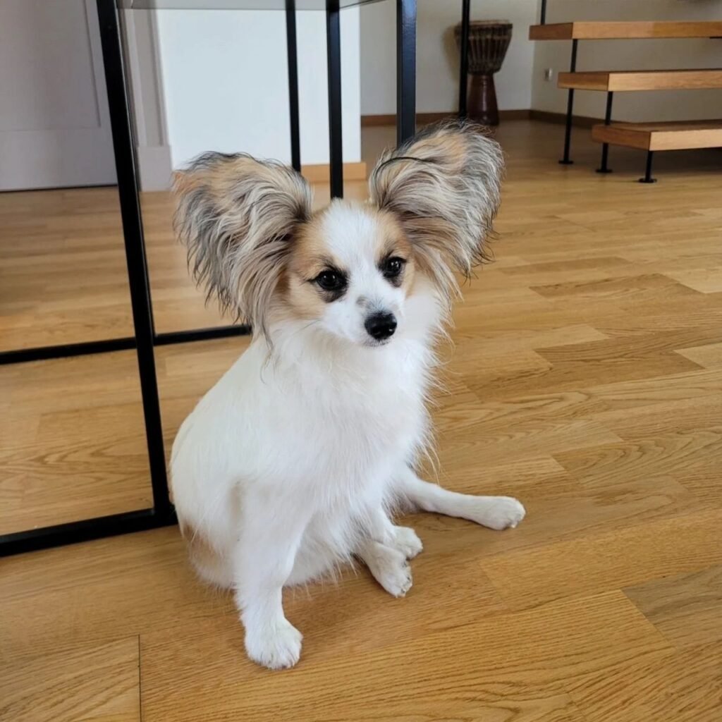 Our Available Puppies – David Papillons
